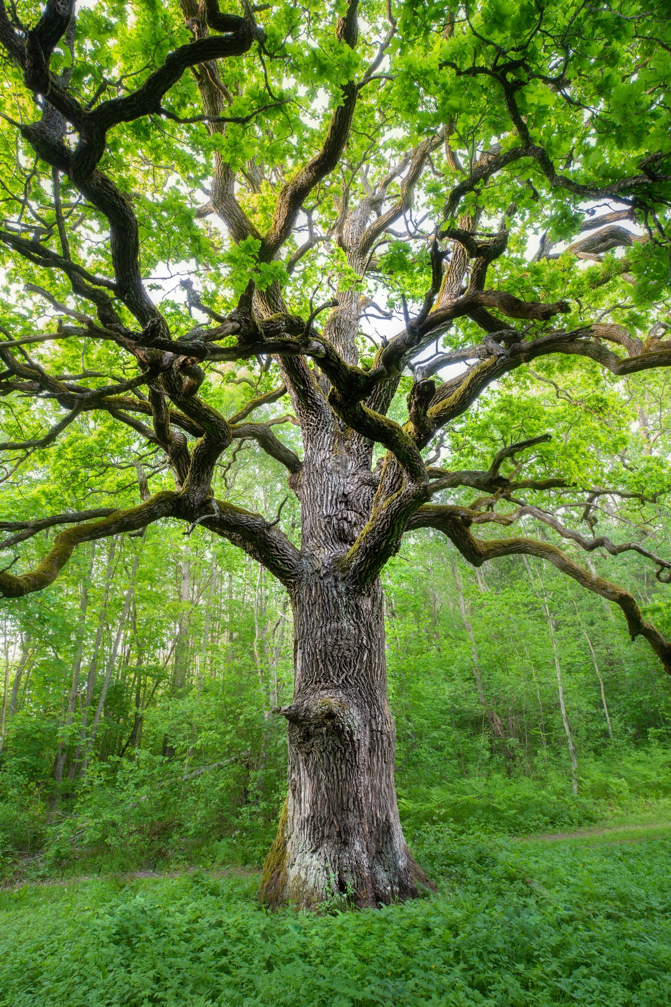 Tree Closeup in Forest Photograph Print 100% Australian Made