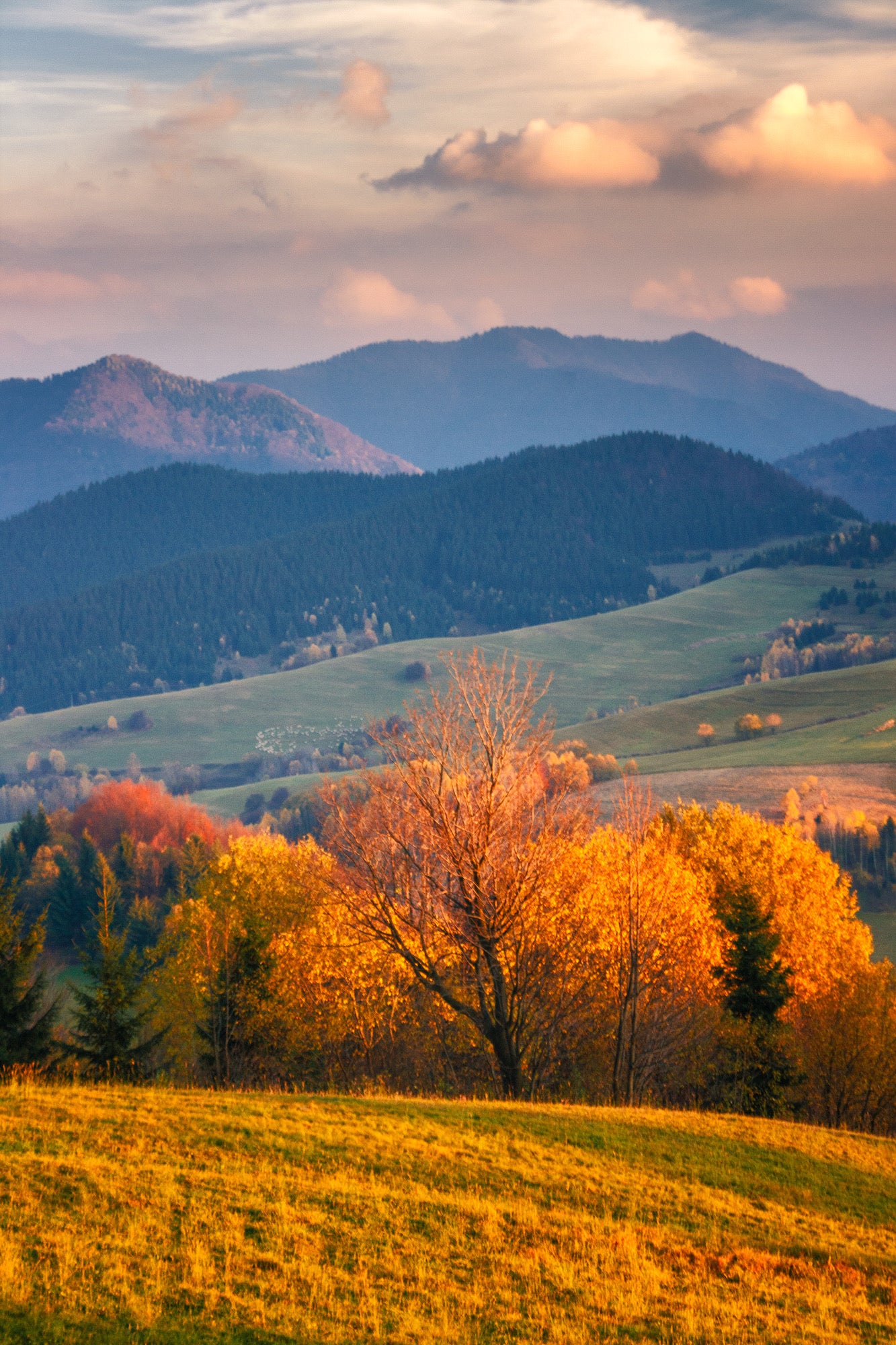 Autumn Field Scenery Photograph Home Decor Premium Quality Poster Print Choose Your Sizes