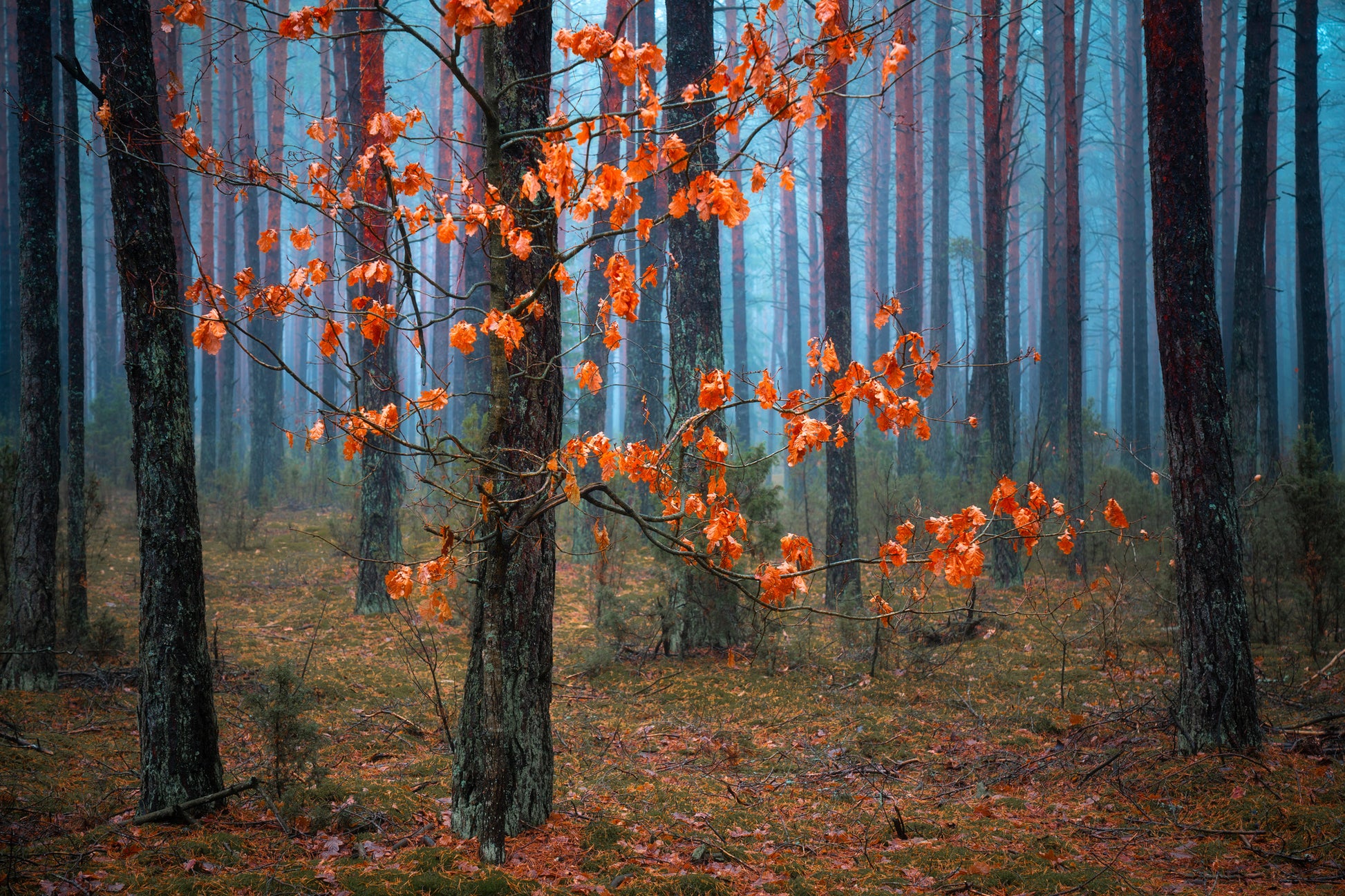 Autumn Misty Forest Photograph Print 100% Australian Made