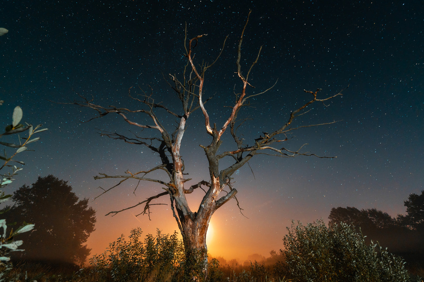 Dead Tree Sunset Scenery Photograph Print 100% Australian Made