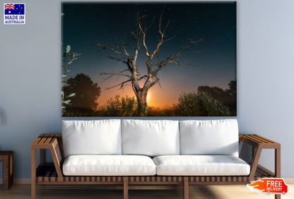 Dead Tree Sunset Scenery Photograph Print 100% Australian Made