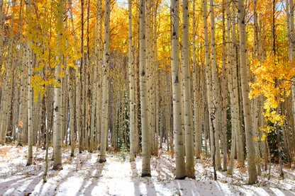 Autumn Tree Forest Photograph Print 100% Australian Made