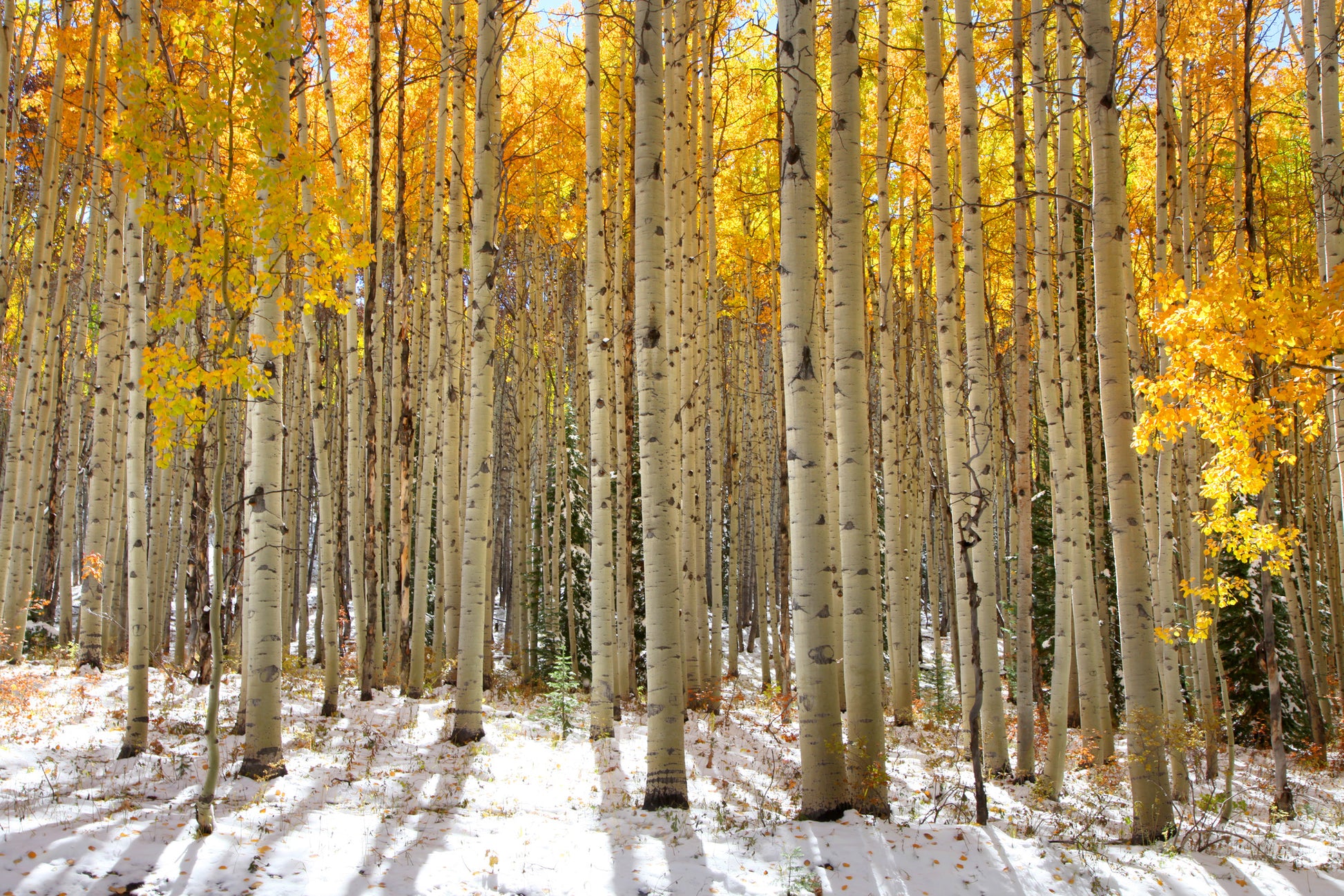 Yellow Tree Forest Photograph Home Decor Premium Quality Poster Print Choose Your Sizes