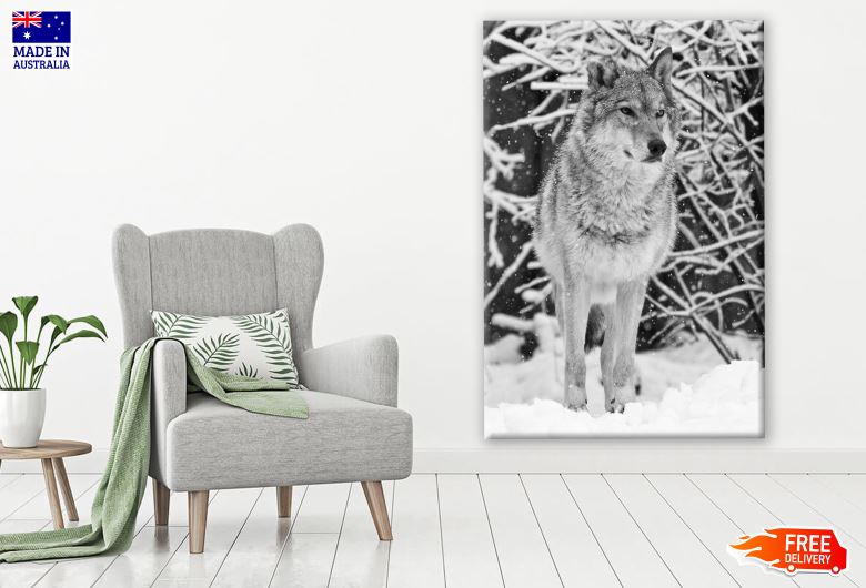 Wolf on Snow Closeup B&W Photograph Print 100% Australian Made