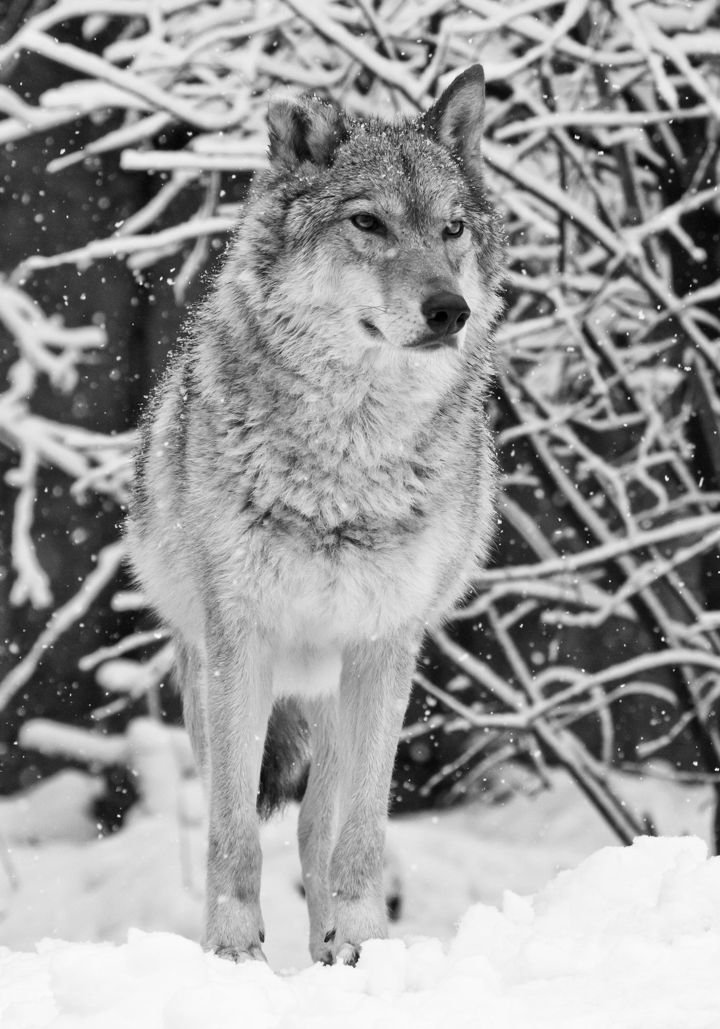 Wolf on Snow Closeup B&W Photograph Print 100% Australian Made