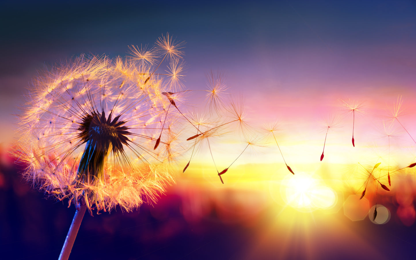 Dandelion Flower Sunset Photograph Print 100% Australian Made
