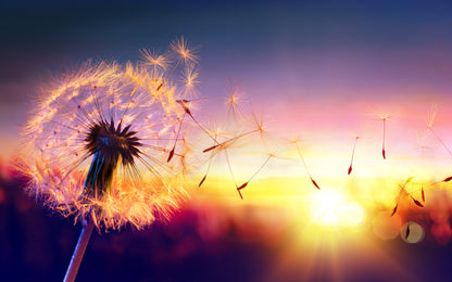 Dandelion Flower Sunset Photograph Print 100% Australian Made