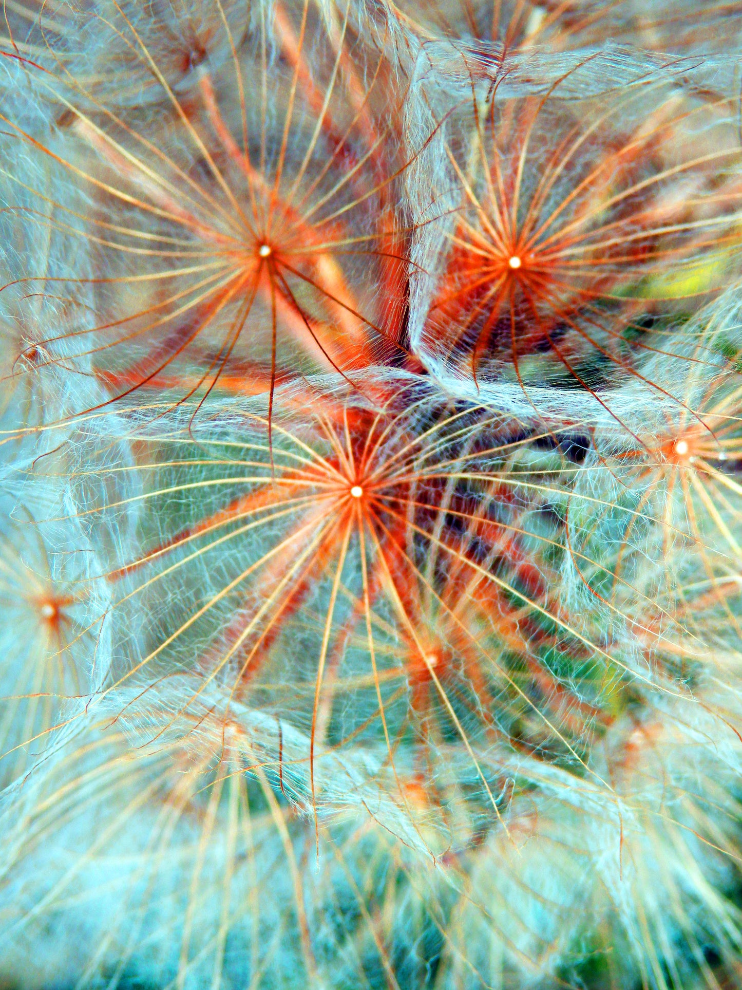 Dandelion Flower Photograph Print 100% Australian Made
