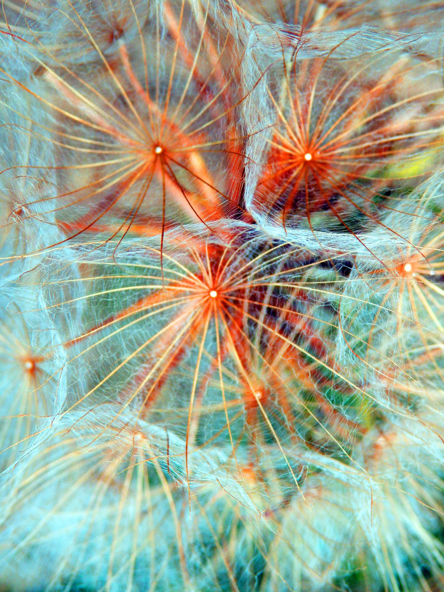 Dandelion Flower Photograph Print 100% Australian Made