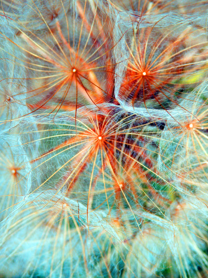 Dandelion Flower Photograph Print 100% Australian Made
