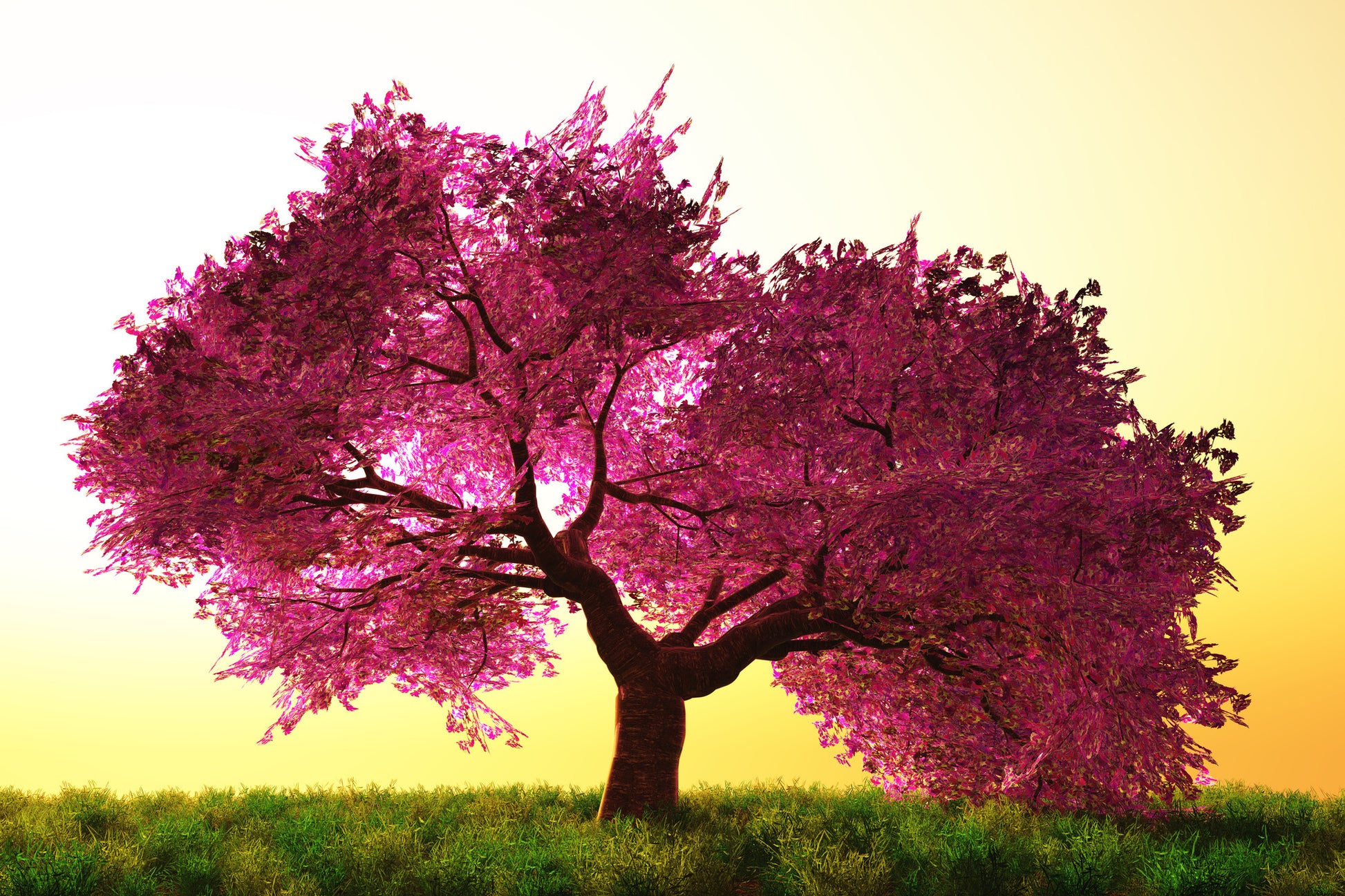 Pink Leaves Tree at Sunset Scenery Print 100% Australian Made