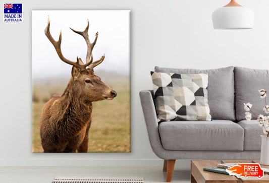 Deer Portrait Photograph Print 100% Australian Made