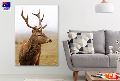 Deer in a Meadow Photograph Print 100% Australian Made