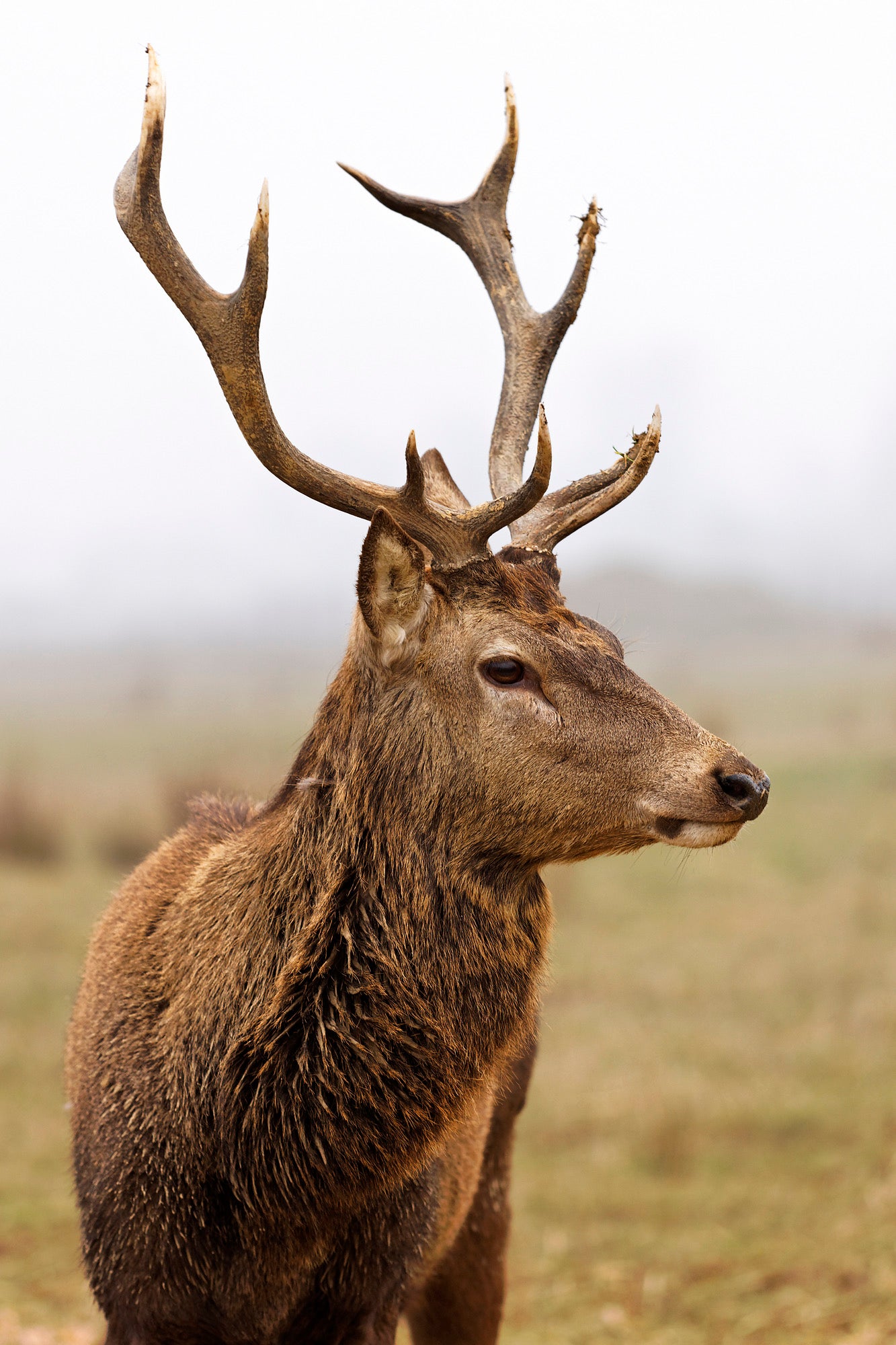 Deer Portrait Photograph Home Decor Premium Quality Poster Print Choose Your Sizes