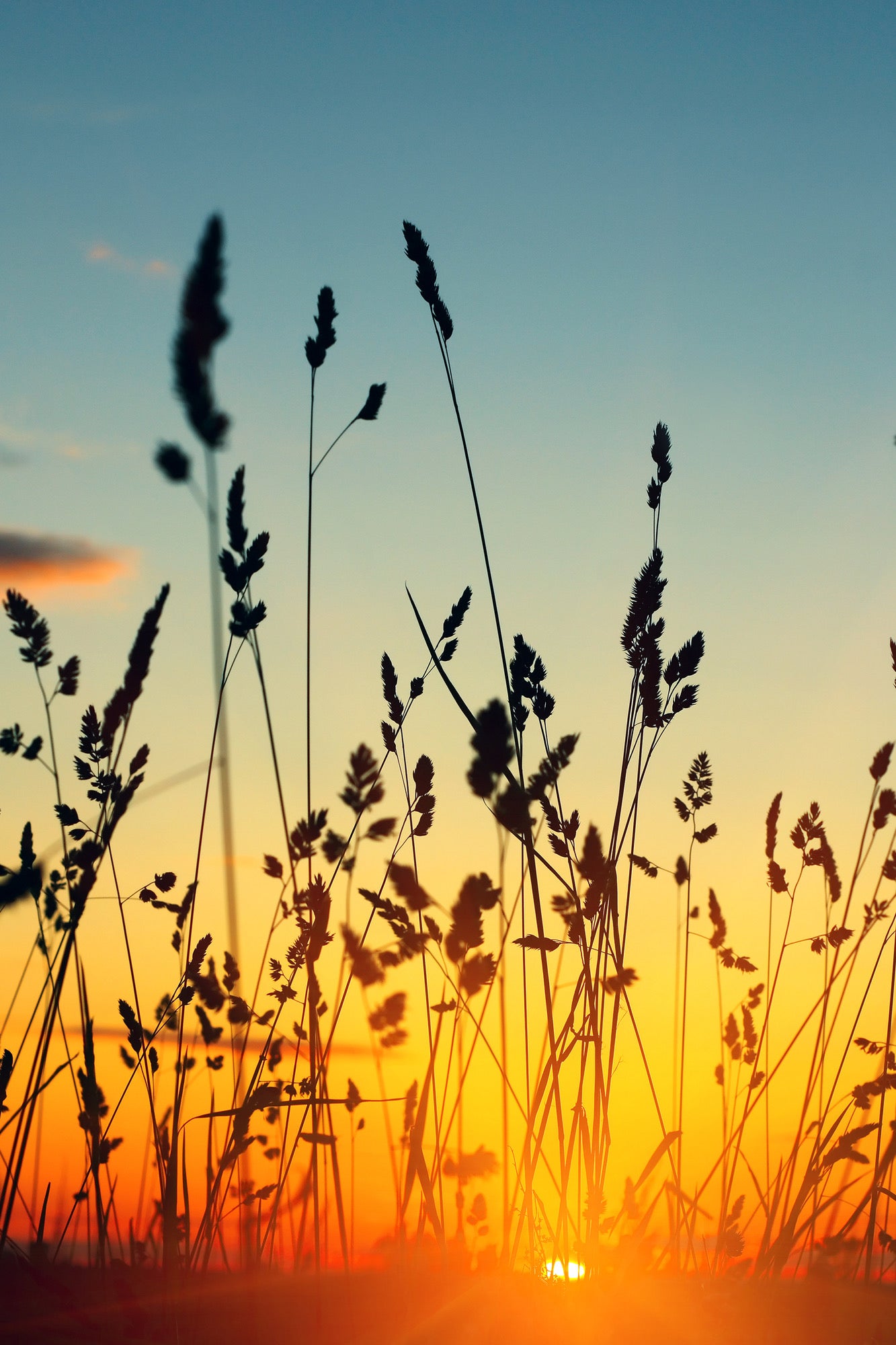 Sunset View Througn Grass Photograph Home Decor Premium Quality Poster Print Choose Your Sizes