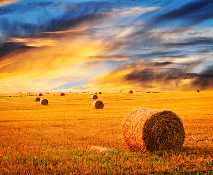 Hey On a Field Sunset Photograph Print 100% Australian Made