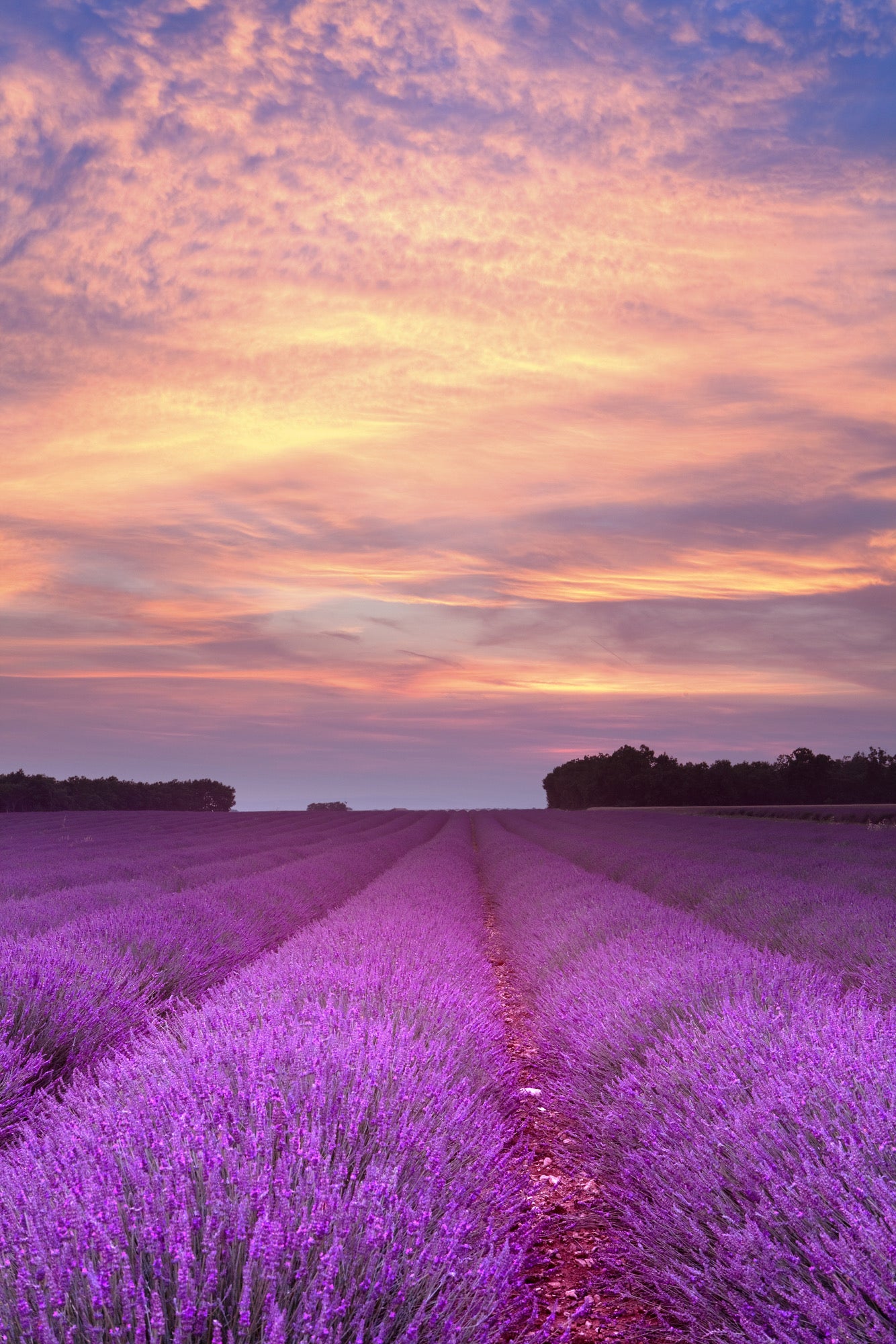 Lavender Flower Field Scenery Photograph Print 100% Australian Made