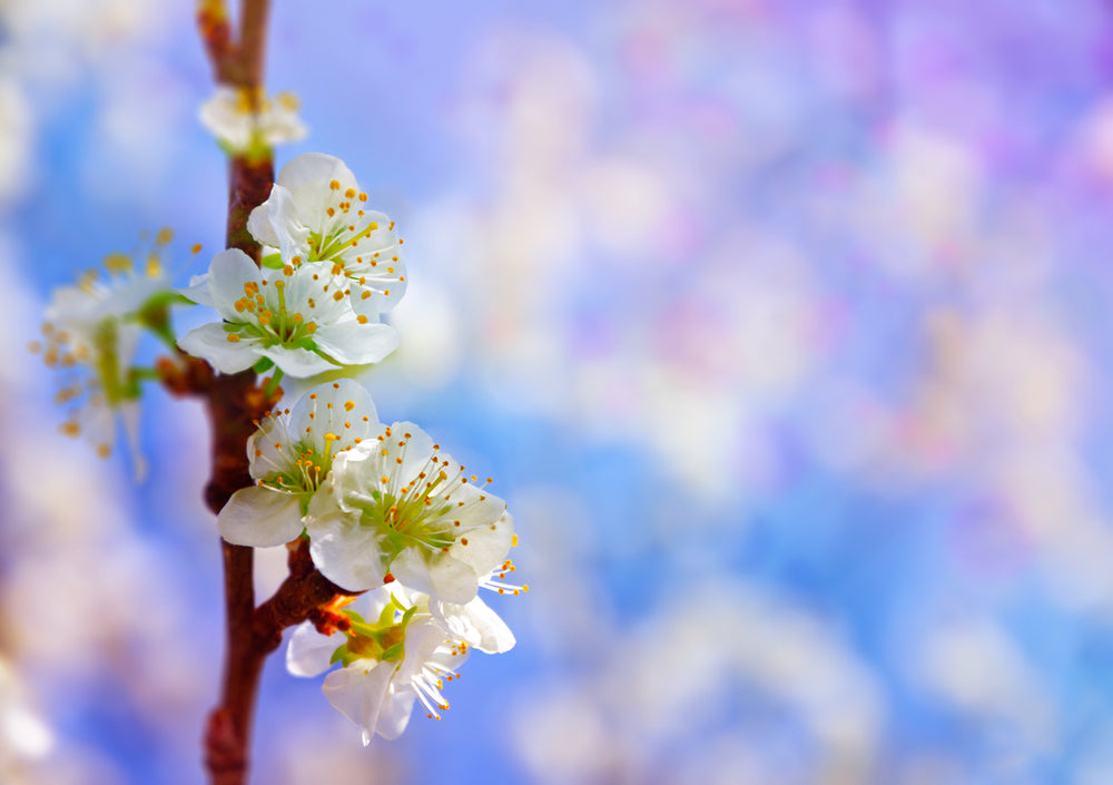 Blossoming Almond Branch Photograph Print 100% Australian Made