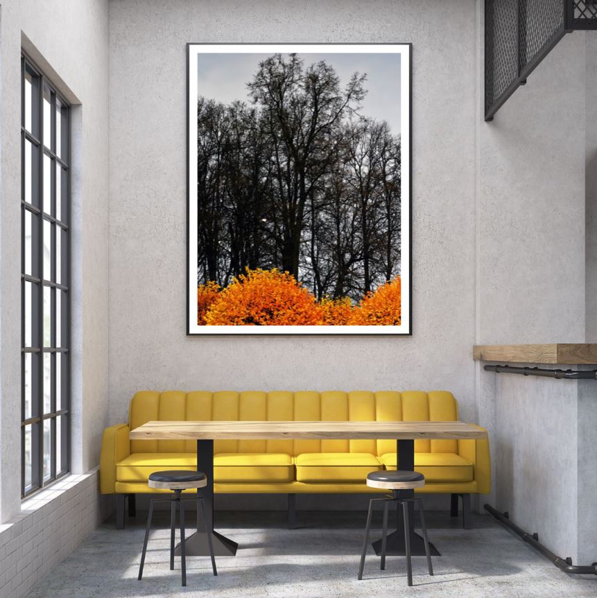 Forest B&W and Orange Photograph Home Decor Premium Quality Poster Print Choose Your Sizes