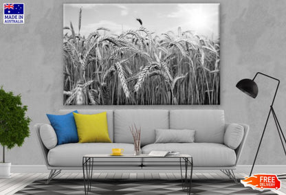 Ripe Wheat on a Field B&W Photograph Print 100% Australian Made