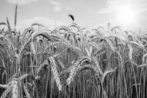 Ripe Wheat on a Field B&W Photograph Print 100% Australian Made
