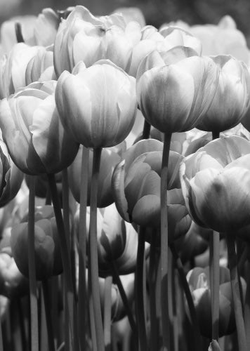 Tulip Flower Field B&W Photograph Print 100% Australian Made