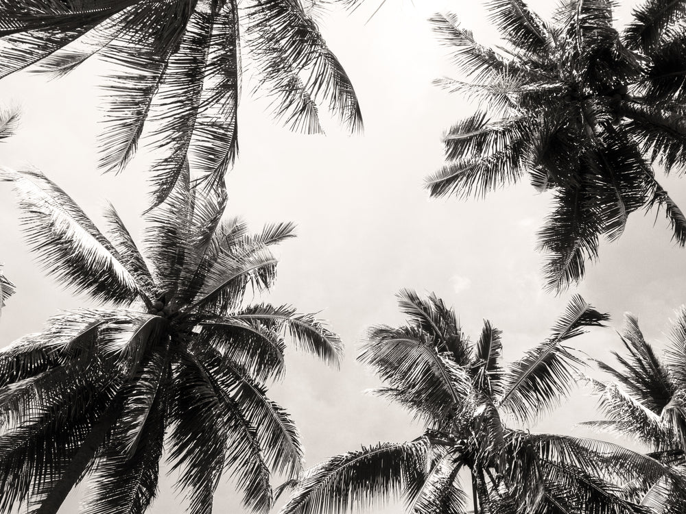 Palm Trees Sky View B&W Photograph Print 100% Australian Made