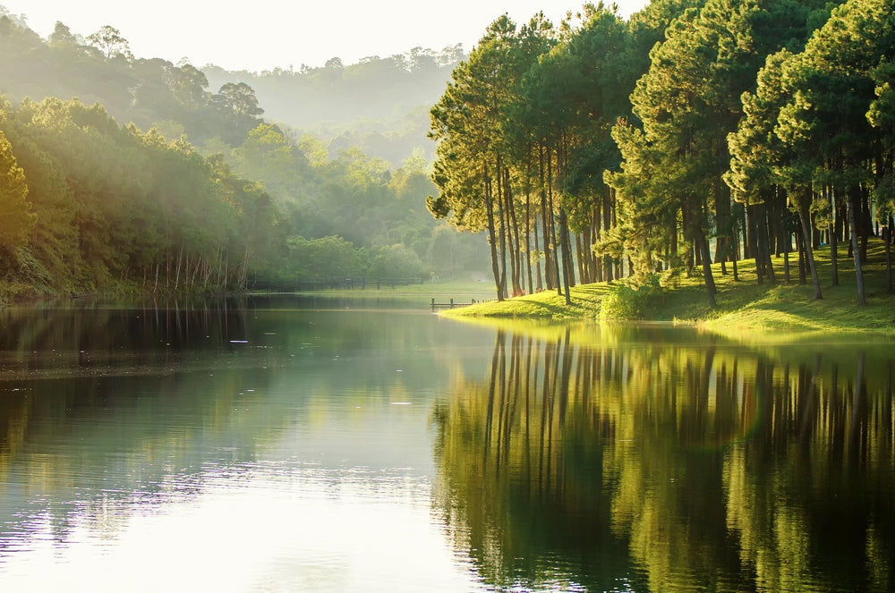 Lake & Forest Scenery Photograph Home Decor Premium Quality Poster Print Choose Your Sizes