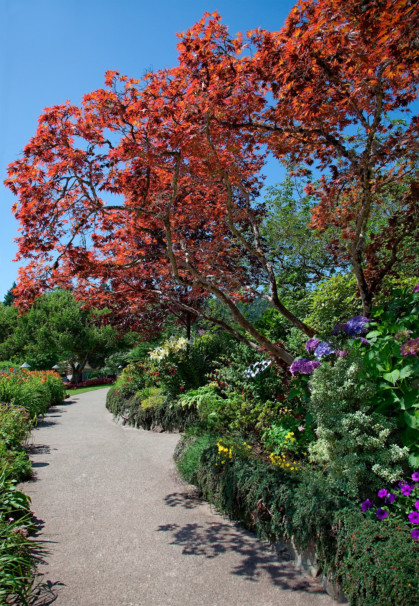 Road in Garden Photograph Home Decor Premium Quality Poster Print Choose Your Sizes