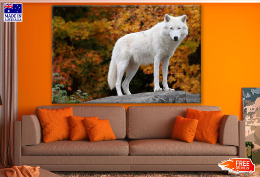 White Wolf on a Rock Photograph Print 100% Australian Made