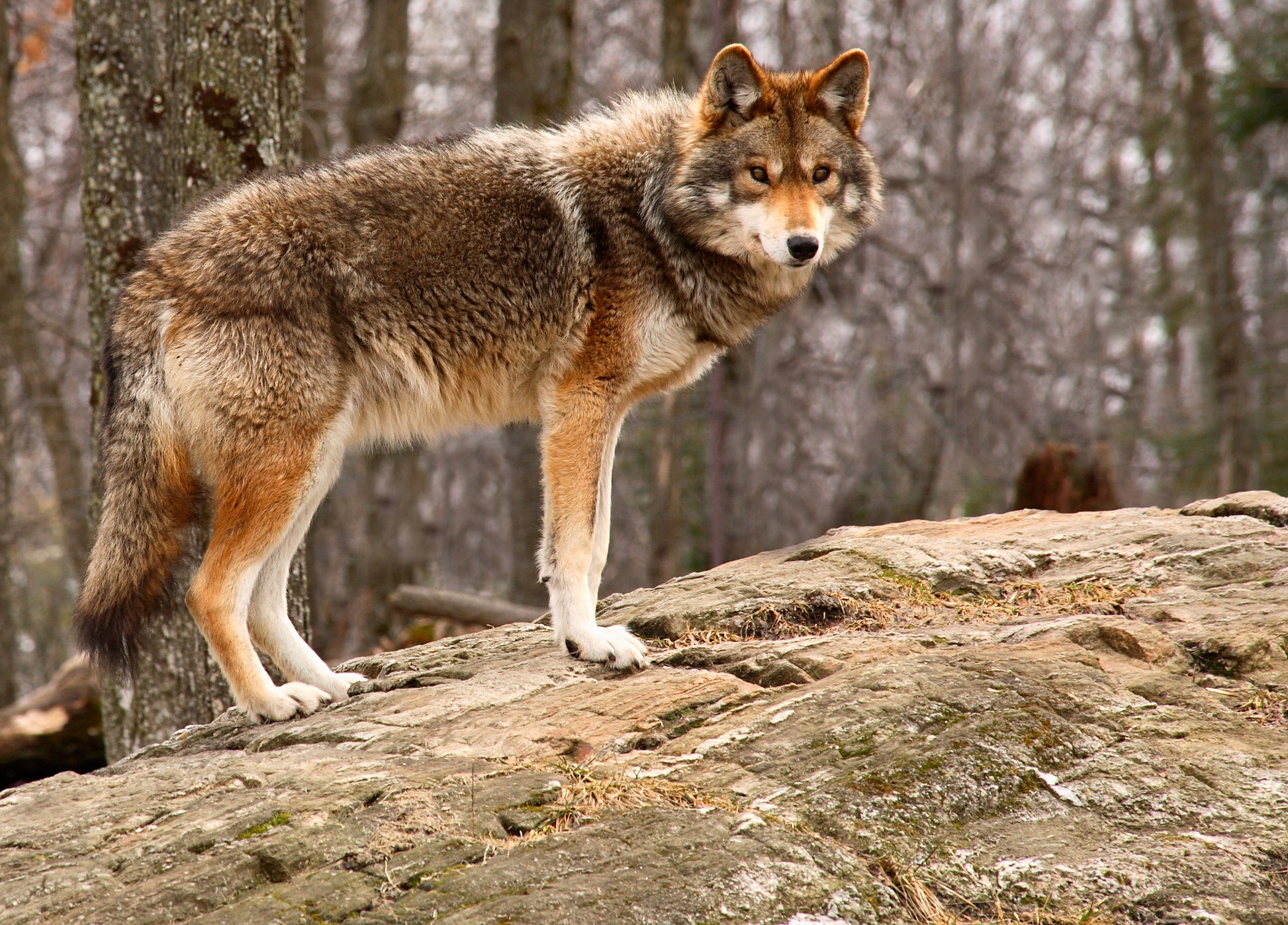 Wolf Walking in Forest Photograph Print 100% Australian Made