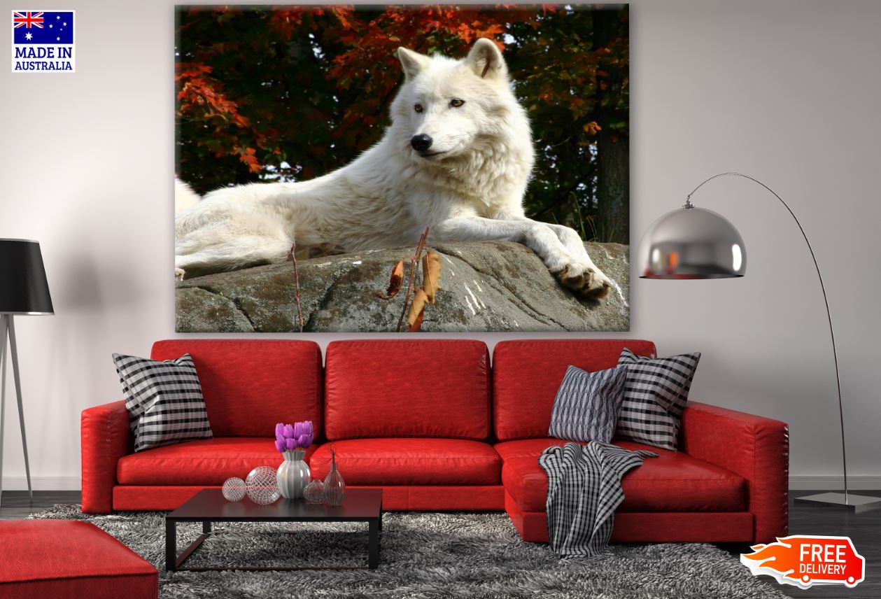 White Wolf in Forest Photograph Print 100% Australian Made