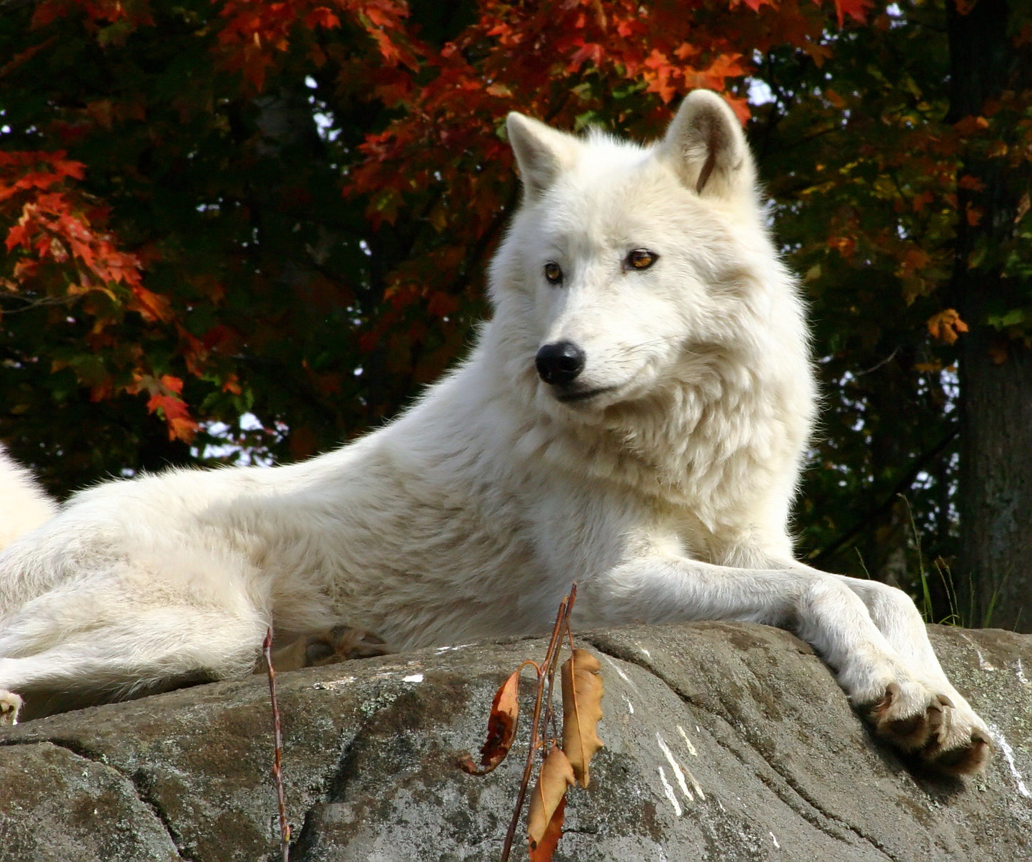 White Dog in Forest Photograph Home Decor Premium Quality Poster Print Choose Your Sizes