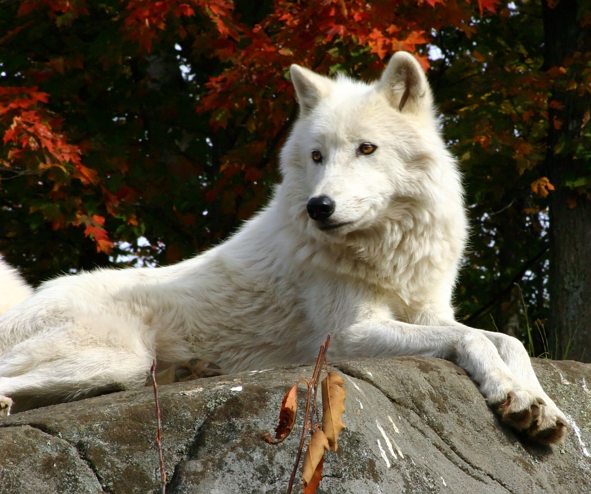 White Dog in Forest Photograph Home Decor Premium Quality Poster Print Choose Your Sizes