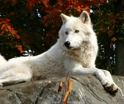 White Dog in Forest Photograph Home Decor Premium Quality Poster Print Choose Your Sizes
