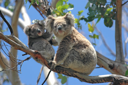 Koala Bears on a Tree Photograph Home Decor Premium Quality Poster Print Choose Your Sizes