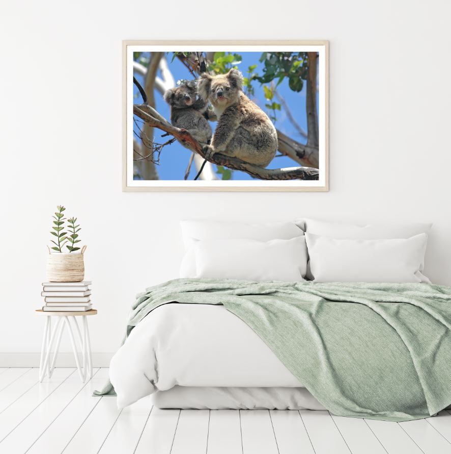 Koala Bears on a Tree Photograph Home Decor Premium Quality Poster Print Choose Your Sizes