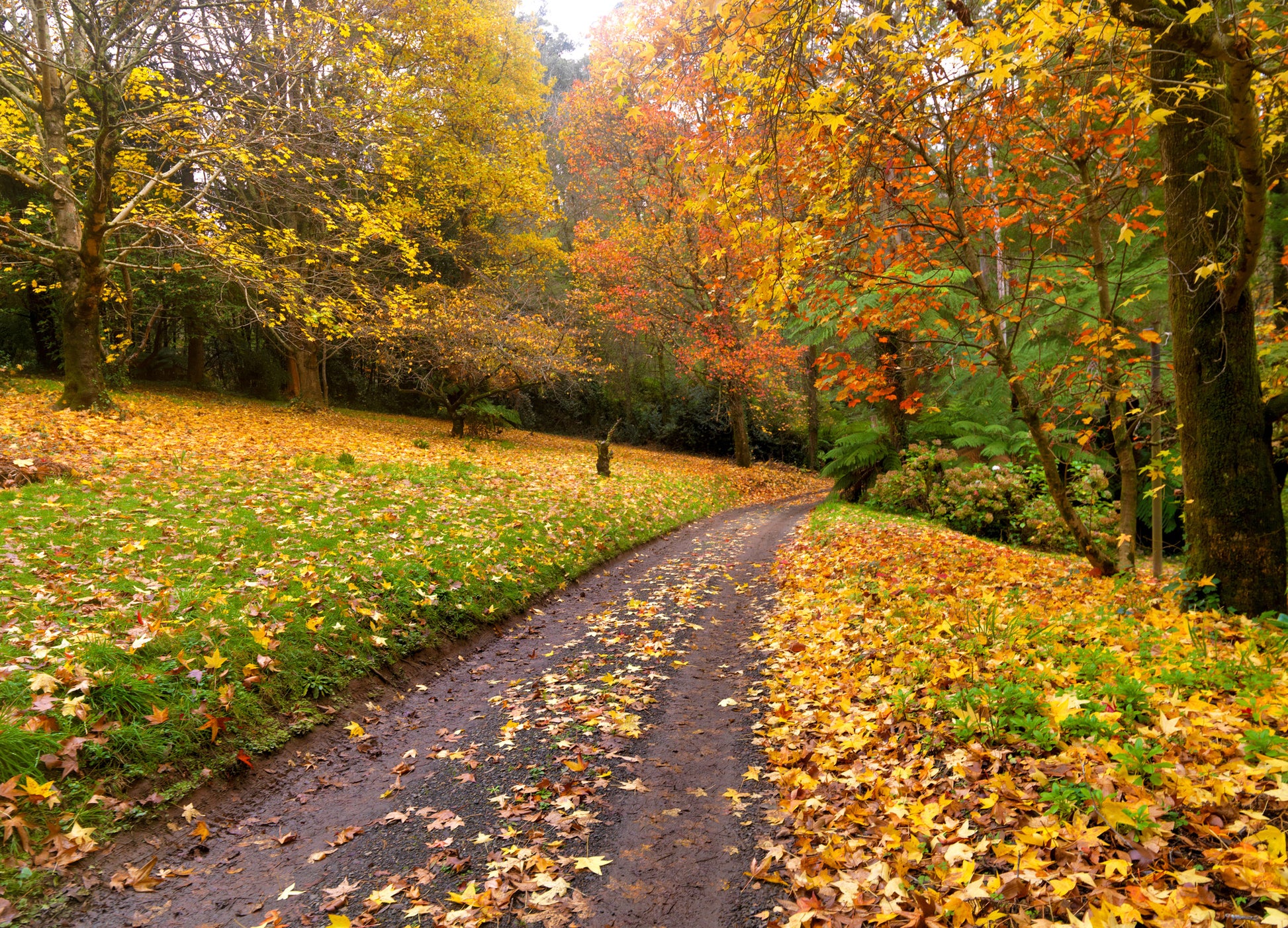 Autumn Forest Scenery Photograph Home Decor Premium Quality Poster Print Choose Your Sizes