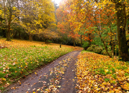 Autumn Forest Scenery Photograph Home Decor Premium Quality Poster Print Choose Your Sizes