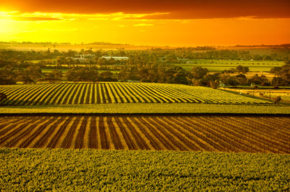 Paddy Fields Sunset Scenery View Home Decor Premium Quality Poster Print Choose Your Sizes