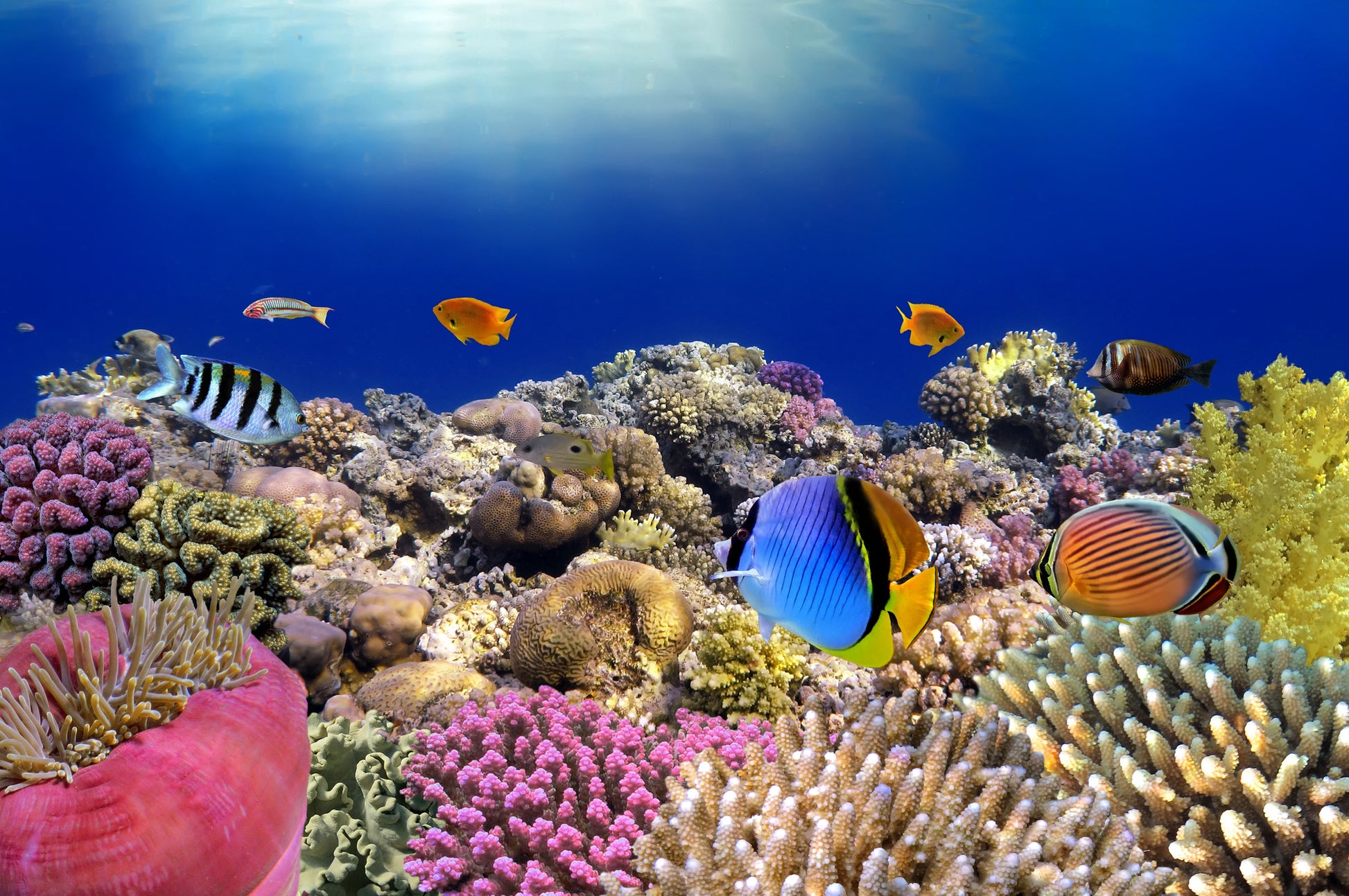 Underwater Sea Fish Scenery View Home Decor Premium Quality Poster Print Choose Your Sizes