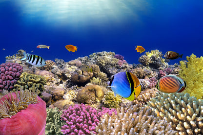 Underwater Sea Fish Scenery View Home Decor Premium Quality Poster Print Choose Your Sizes