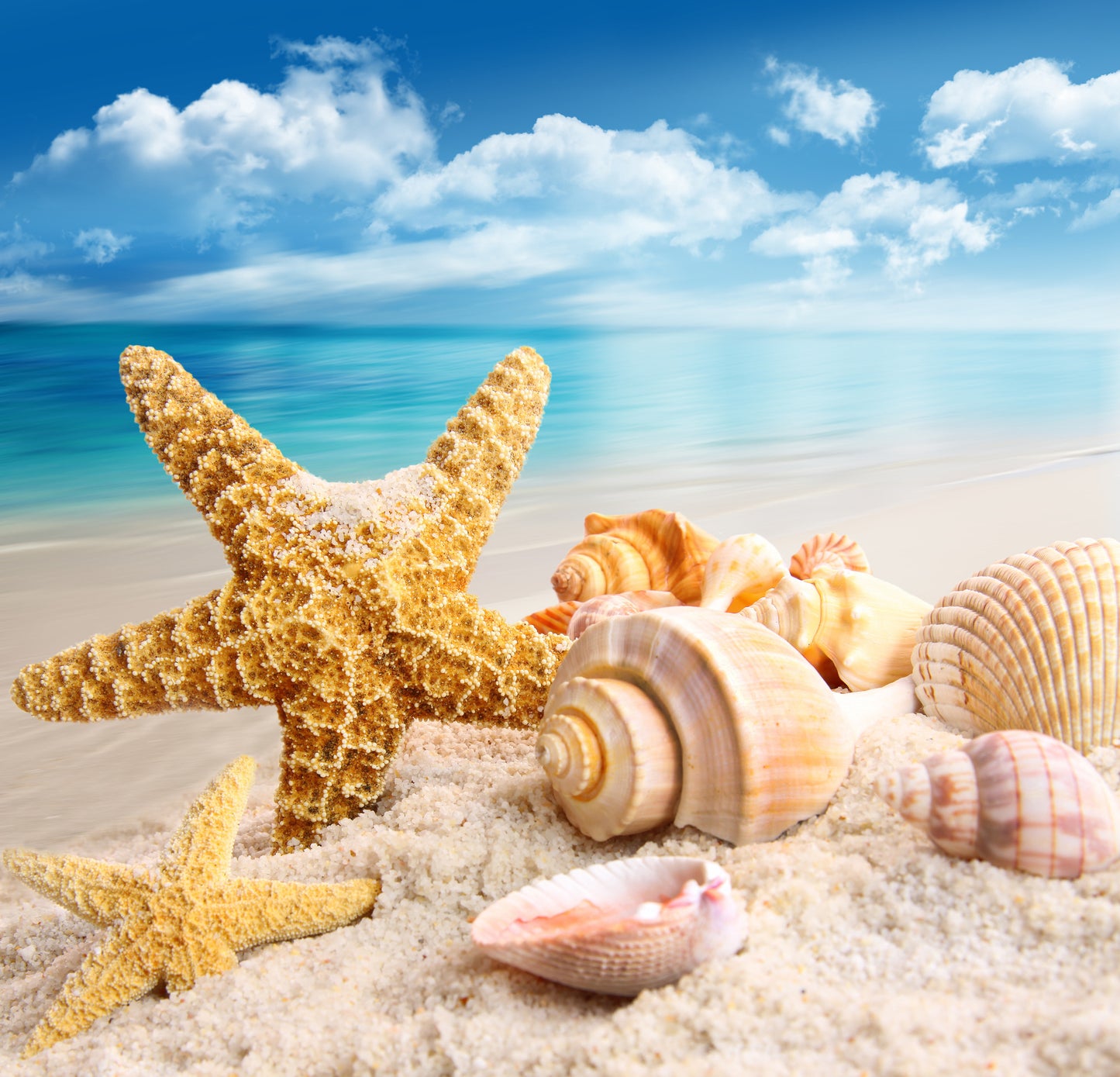 Square Canvas Starfish & Seashells on the Beach Photograph High Quality Print 100% Australian Made