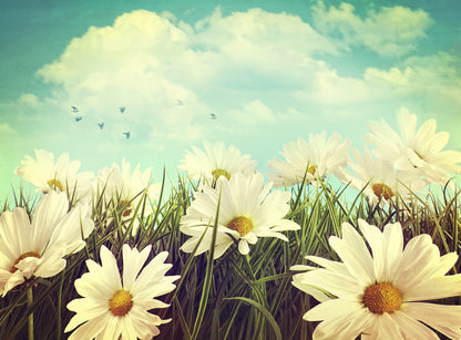 Flower Field Photograph Home Decor Premium Quality Poster Print Choose Your Sizes
