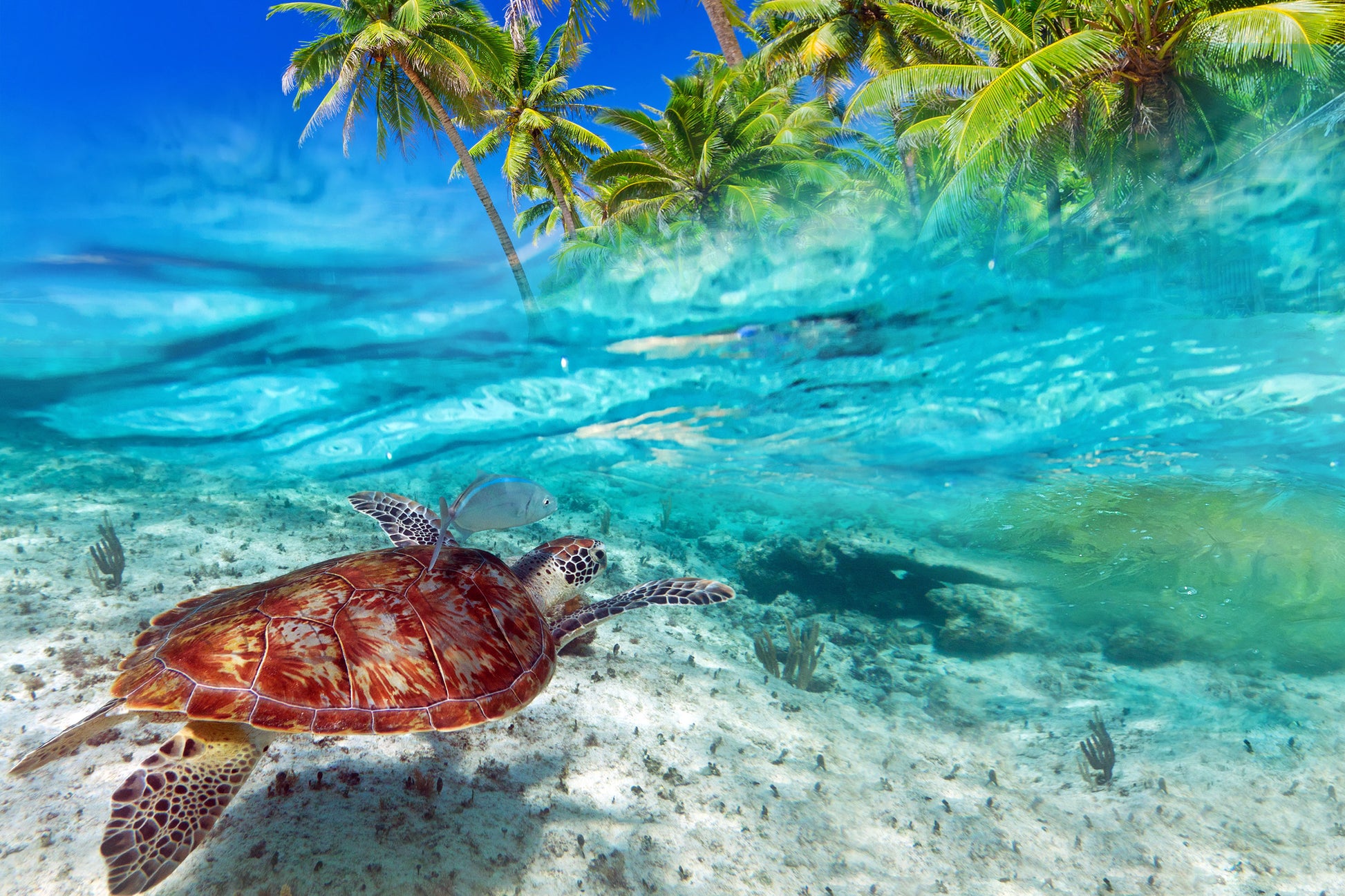 Turtle in Sea View Photograph Home Decor Premium Quality Poster Print Choose Your Sizes