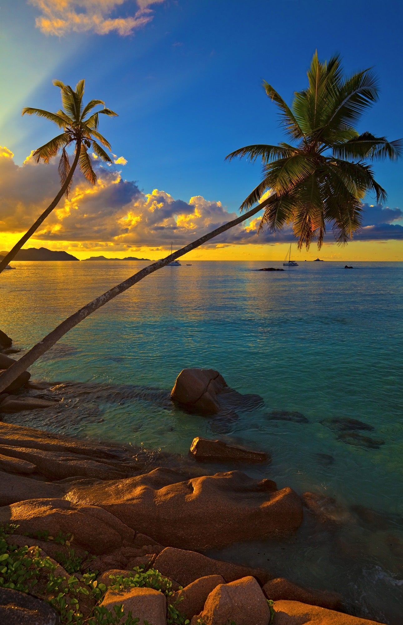 Palm Trees Near Sea Photograph Home Decor Premium Quality Poster Print Choose Your Sizes