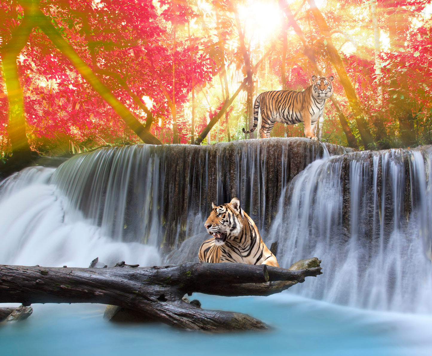 Tigers on Waterfall Scenery Photograph Print 100% Australian Made