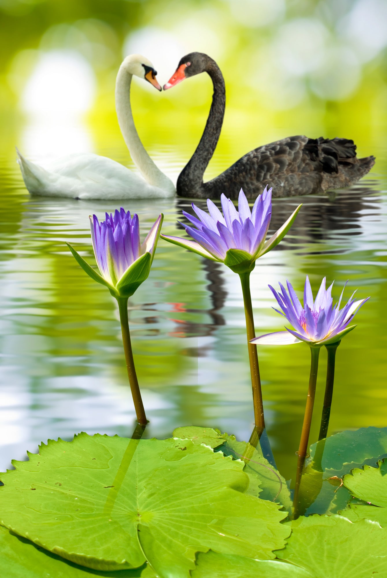 Swans & Flower Scenic Photograph Home Decor Premium Quality Poster Print Choose Your Sizes