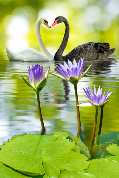 Swans & Flower Scenic Photograph Home Decor Premium Quality Poster Print Choose Your Sizes