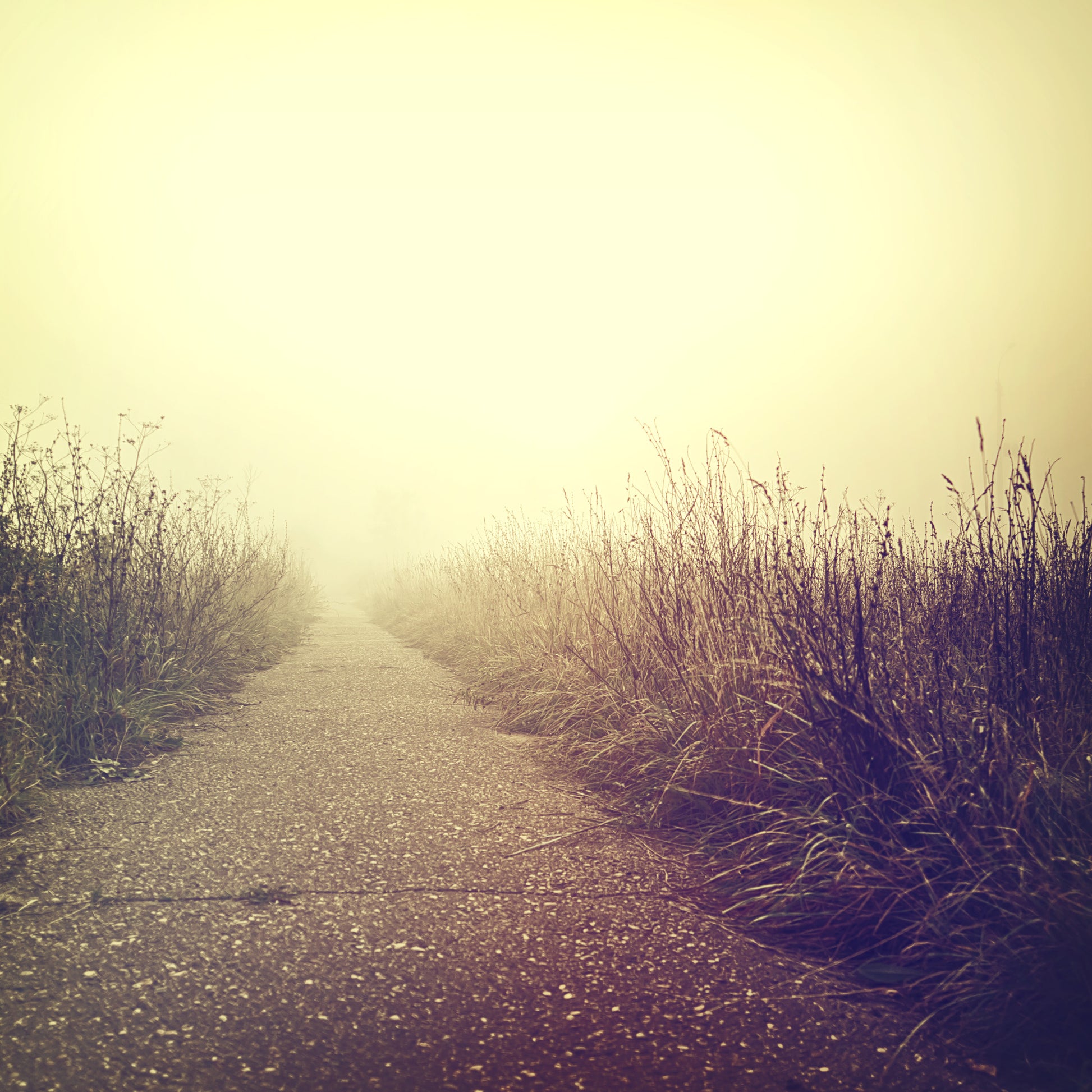 Square Canvas Road on Misty Grass Field Photograph High Quality Print 100% Australian Made